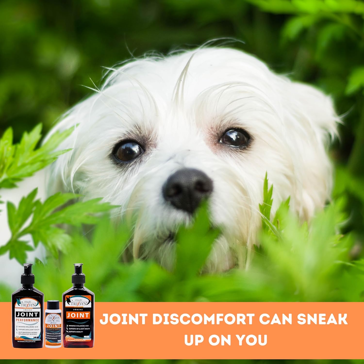 Canine for Dogs - Liquid Hyaluronic Acid Hip and Joint Care Supplement for Small & Senior Dogs - 6 fl oz, 2 Pack, 144 Day Supply